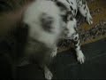 Minha cachorra fazendo gra�a