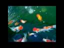 GoldFish HD GoldFish HD