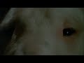 Escena de Baxter de J�r�me Boivin