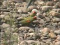 Red Fronted Macaws Part I and Part V