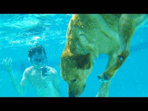 AMAZING SCUBA DOG! (5.18.10 - Day 383)