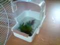 green cheek conure (charlie) taking a bath
