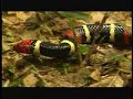otters-nature-wildlife-and-amazon-rain-forest-animals-bbc-wildlife.html