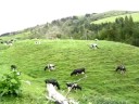 Cows in the meadow