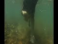 Ozark dogs and Kate underwater