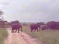 elephants in serengeti