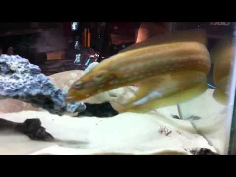 how to care for a pet eel