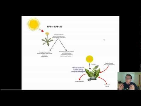 how to measure npp and gpp
