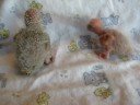 Baby Yellow-sided Green Cheek Conures