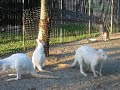 Six White Boomers