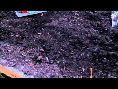 how to transplant goldenrod