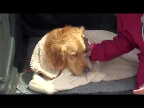 Wolters ZIP n DRI Hundehandtuch