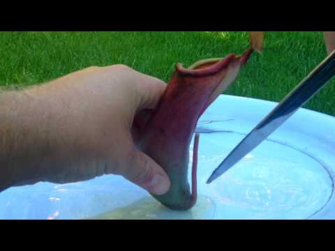 how to replant pitcher plant