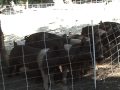 Pastured / Woodlands pigs on Shaw...