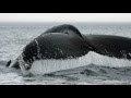 Kathy Eastmond's Whale Watching in Tadoussac ...