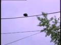 Clever-Crows