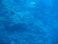 molamola@ bali