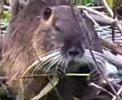 coypu 5