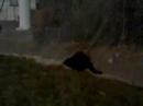PEE KITTY