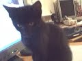 Kittens playing with computer mouse. Kittens playing with computer mouse.