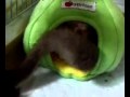 狭いポーチに戻る友蔵
