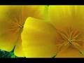 Floral Video #2 Contemporary Flower Art by Lar Shackelford