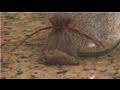 Aromatherapy Tips : Homemade Aromatherapy Products