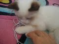 ragdoll kitten playing with earphones & camera ragdoll kitten playing with earphones & camera