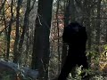 BIRDWATCHER\ BIRDWATCHER\