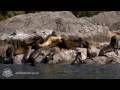 Pacific Rim National Park Reserve - YouTube