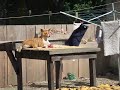 Camp Basenji - Feeding the Basenjis