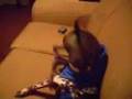videos de Crazy Pinto