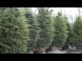 Large Shrubs available from Chris Orser Landscaping