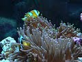 クマノミとイソギンチャク