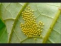 EL MARAVILLOSO CICLO DE LA MARIPOSA.MPG