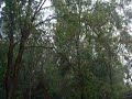 trees
