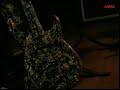 tito ingenieri/ david acevedo/ gato canguro/ video amat