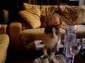 Vassily the cream drinking cat from Milan