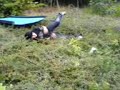 skatie ridie bush dive skatie ridie bush dive