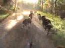 mushing en tierras cantabras con perros de trineo