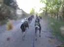 mushing en tierras cantabras con perros de trineo