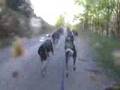 mushing en tierras cantabras con perros de trineo