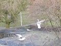Kokmeeuwen nemen brood (black headed gulls take bread) Kokmeeuwen nemen brood (black headed gulls take bread)