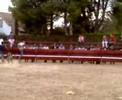 futbol vaca Sobradiel 1