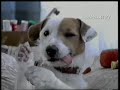 Pancho