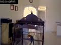 Gambar Suara Burung Suara Burung Anis Merah 1