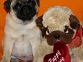 Puppies pug Puppies pug