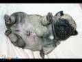 Puppies pug
