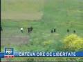 Cei doi detinuti au fost prinsi