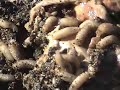 MAGGOTS!